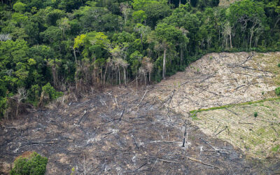 Amazônia tem recorde de alertas de desmatamento em fevereiro