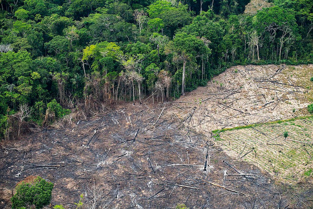 Amazônia tem recorde de alertas de desmatamento em fevereiro