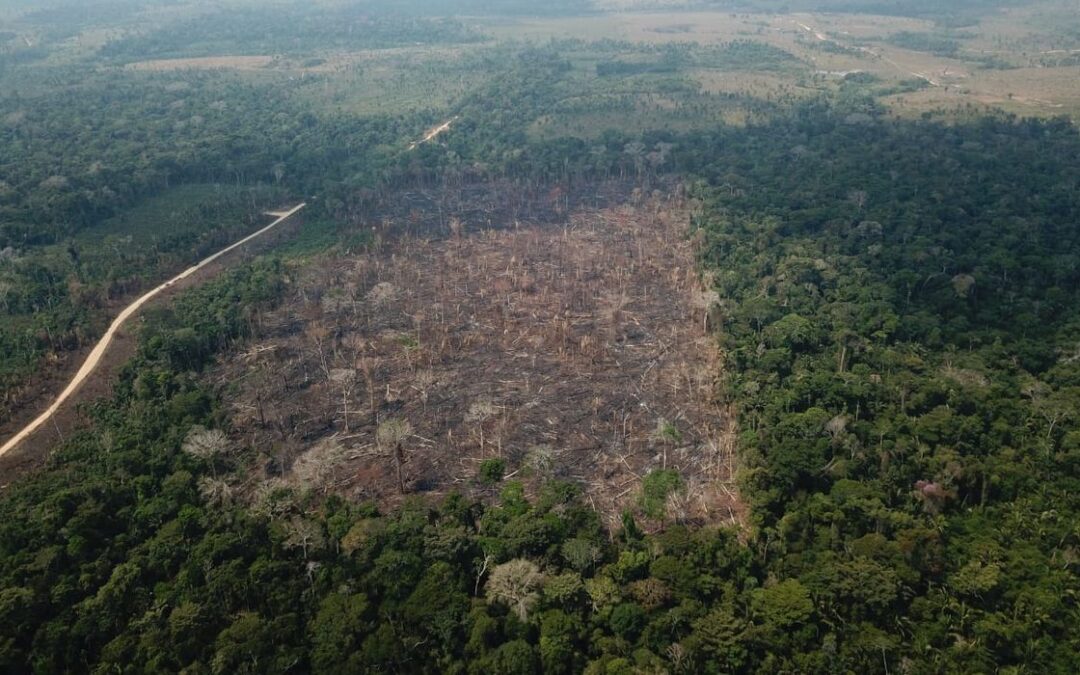 Desinformação sobre a Amazônia: como o jornalismo reforça estereótipos a respeito da região