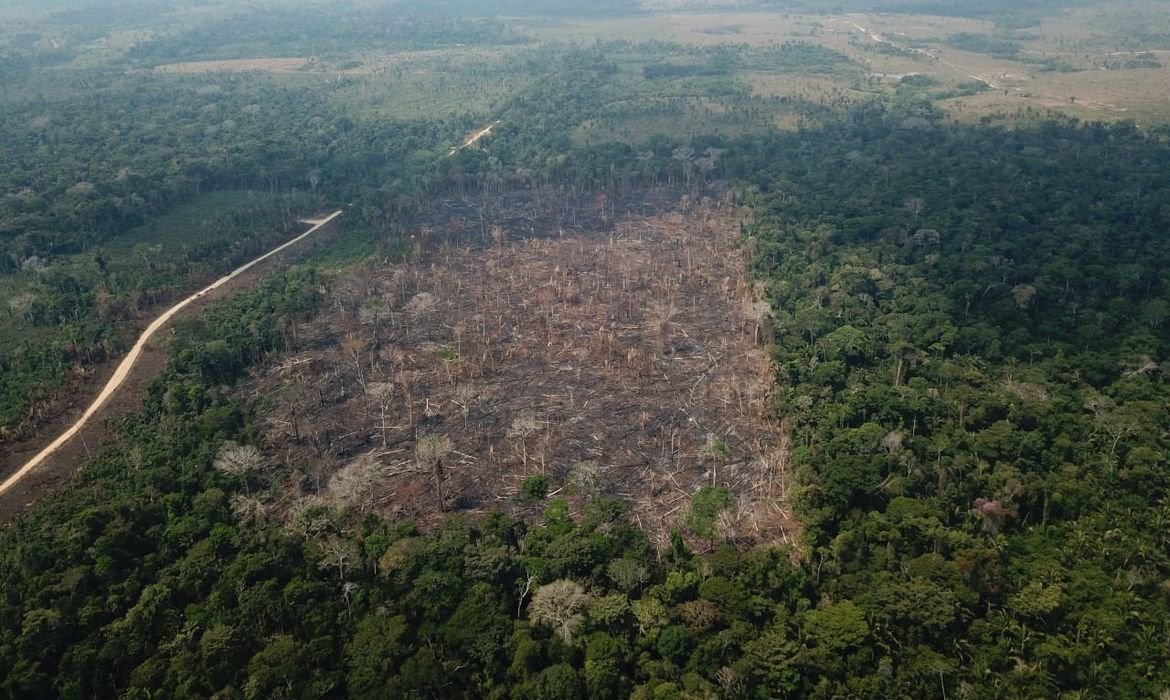 Desinformação sobre a Amazônia: como o jornalismo reforça estereótipos a respeito da região