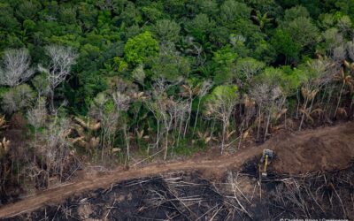 Perda de vegetação nativa no Brasil acelerou na última década