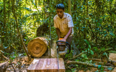 Árvores caídas na floresta amazônica viram móveis e obras de arte