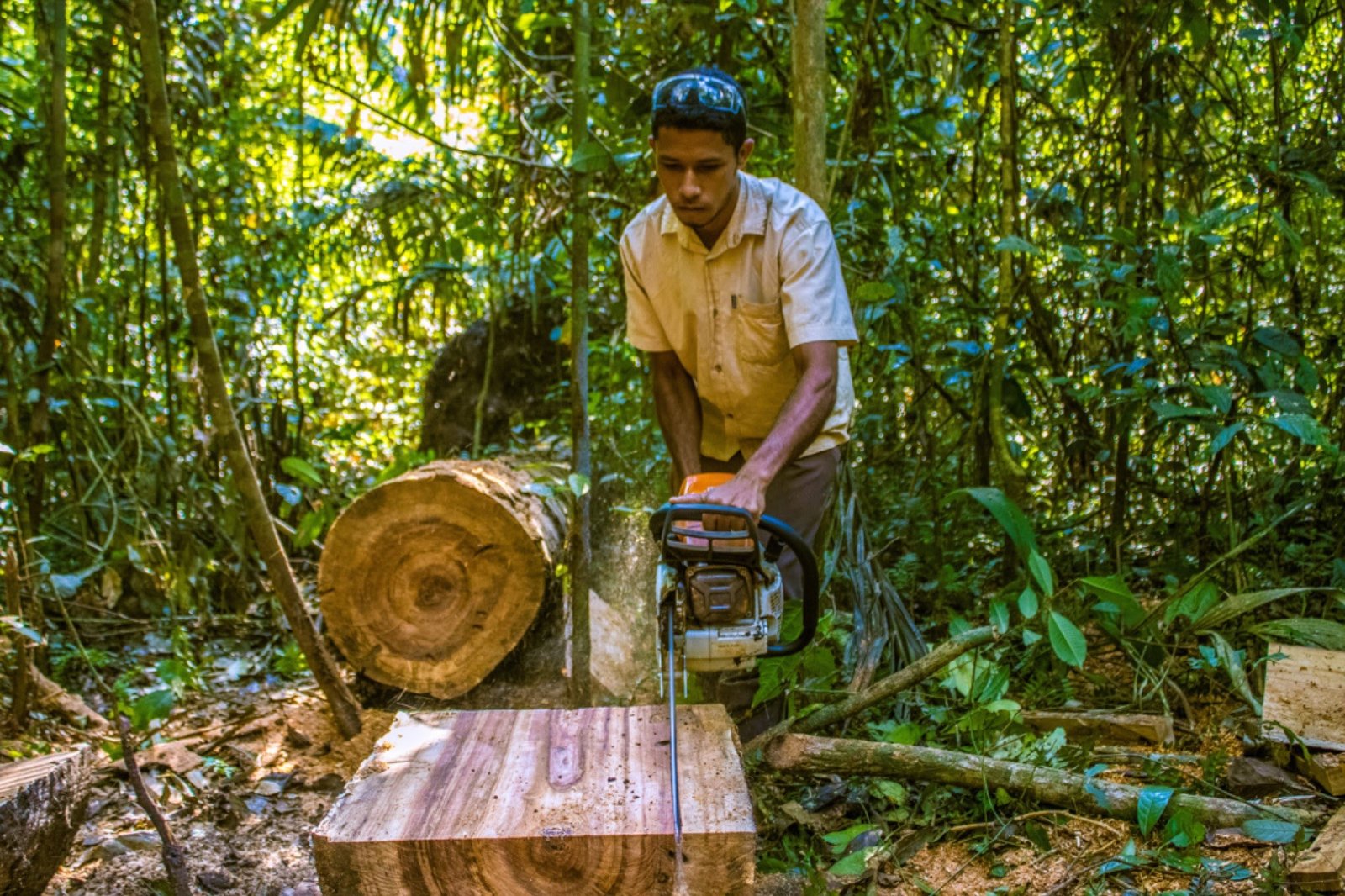 Árvores caídas na floresta amazônica viram móveis e obras de arte