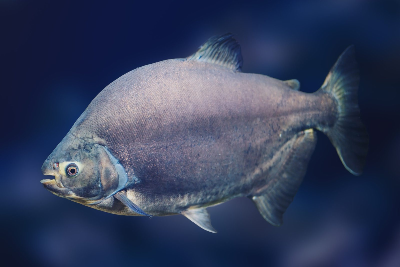 Pesquisa alerta sobre o declínio do cultivo de peixes na Amazônia 