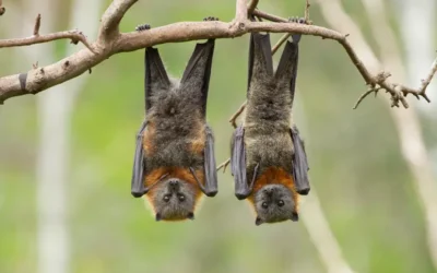 Desmatamento na Amazônia aumenta presença de morcegos em áreas urbanas de Rondônia