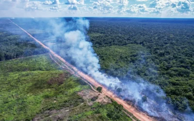 Conservação de Florestas Públicas Não Destinadas pode gerar R$ 15 bilhões em receita sustentável, afirma Imaflora