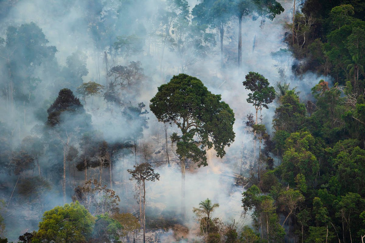 Crise climática deve afetar mais de 90% da biodiversidade brasileira, afirma estudo da UFRJ