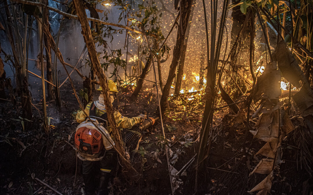 Desmatamento na Amazônia sobe 91% em maio, aponta Inpe