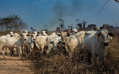 Mais de 90% dos recursos do Pronaf na Amazônia foram destinados para o financiamento da pecuária