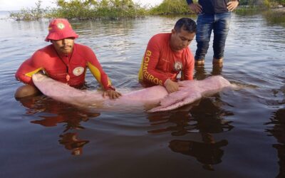 Boto-cor-de-rosa é resgatado após ficar preso em rede de pesca no Pará