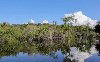 Brasil anuncia investimento de US$1 Bilhão em Fundo Global para Proteção de Florestas