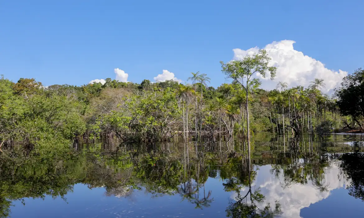 Brasil anuncia investimento de US$1 Bilhão em Fundo Global para Proteção de Florestas