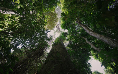 ‘Febre do lítio’ avança para Amazônia e afeta 21 áreas protegidas