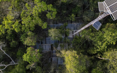 Cientistas brasileiros secam floresta para testar limites da Amazônia