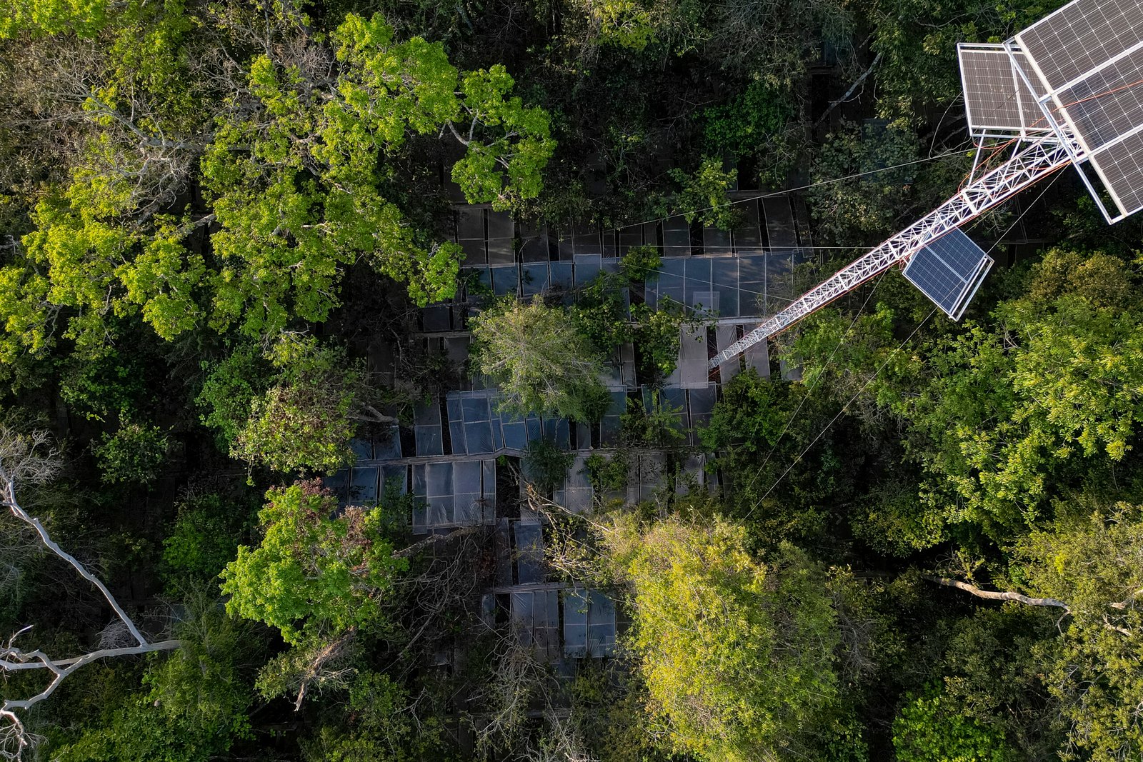 Cientistas brasileiros secam floresta para testar limites da Amazônia