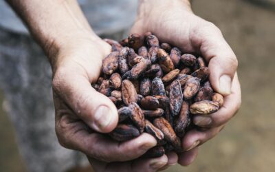 Encontro reúne facilitadores da bioeconomia durante a COP30