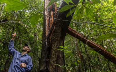 Lançado na COP30, TFFF só deve liberar recursos para países em 2028