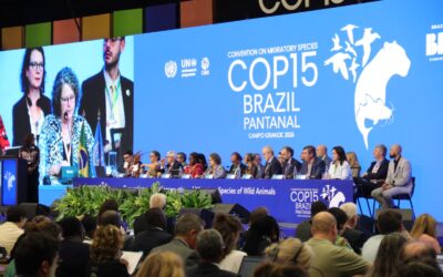 COP15: Conferência da ONU, realizada no Brasil, debate como os animais migratórios ajudam a frear as mudanças climáticas
