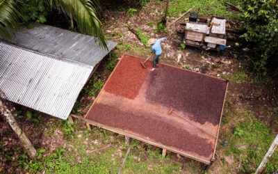 IPÊ lança projeto de fomento à bioeconomia com foco inicial na Amazônia