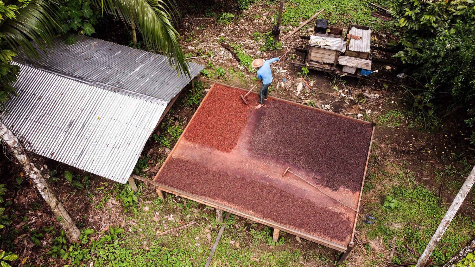 IPÊ lança projeto de fomento à bioeconomia com foco inicial na Amazônia