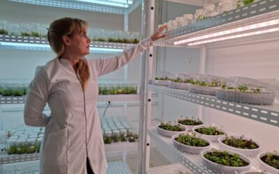 Pesquisadores se mobilizam para evitar a extinção de planta medicinal na Amazônia