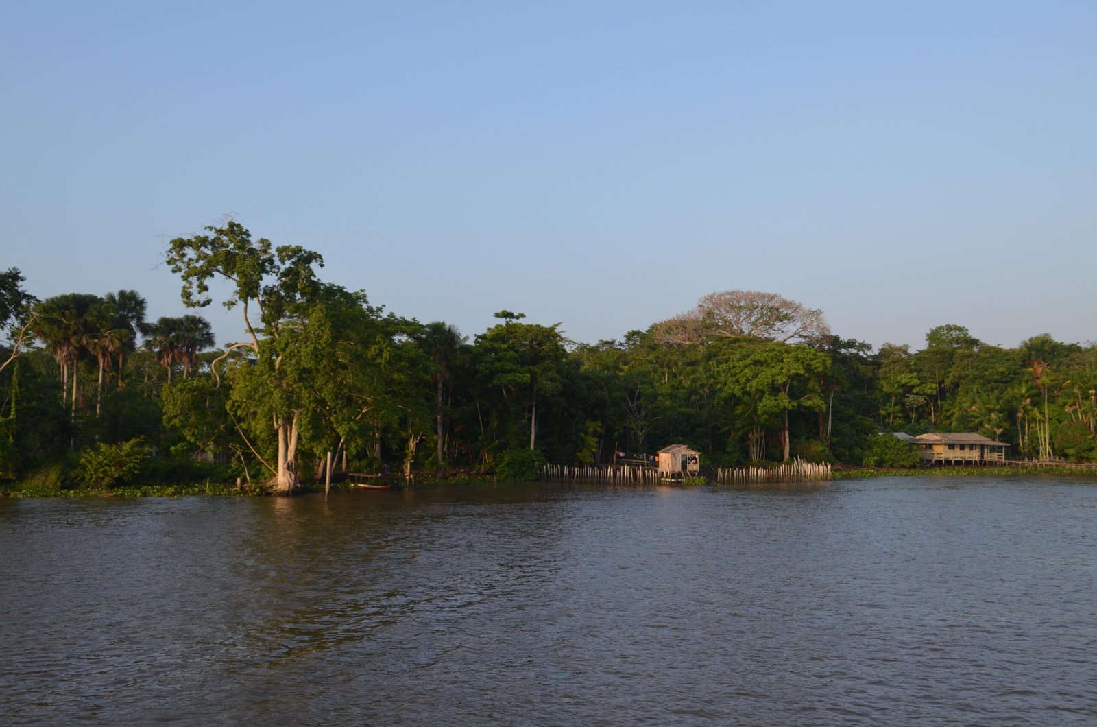 Projeto apoiado pelo Fundo Flora vai impulsionar restauração florestal em três territórios do Pará