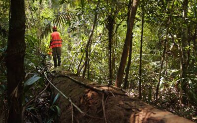 Encontro em Belém debate os desafios do fomento ao manejo florestal na Amazônia