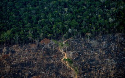 Amazônia Legal apresenta a menor taxa de desmatamento desde 2004, segundo Inpe