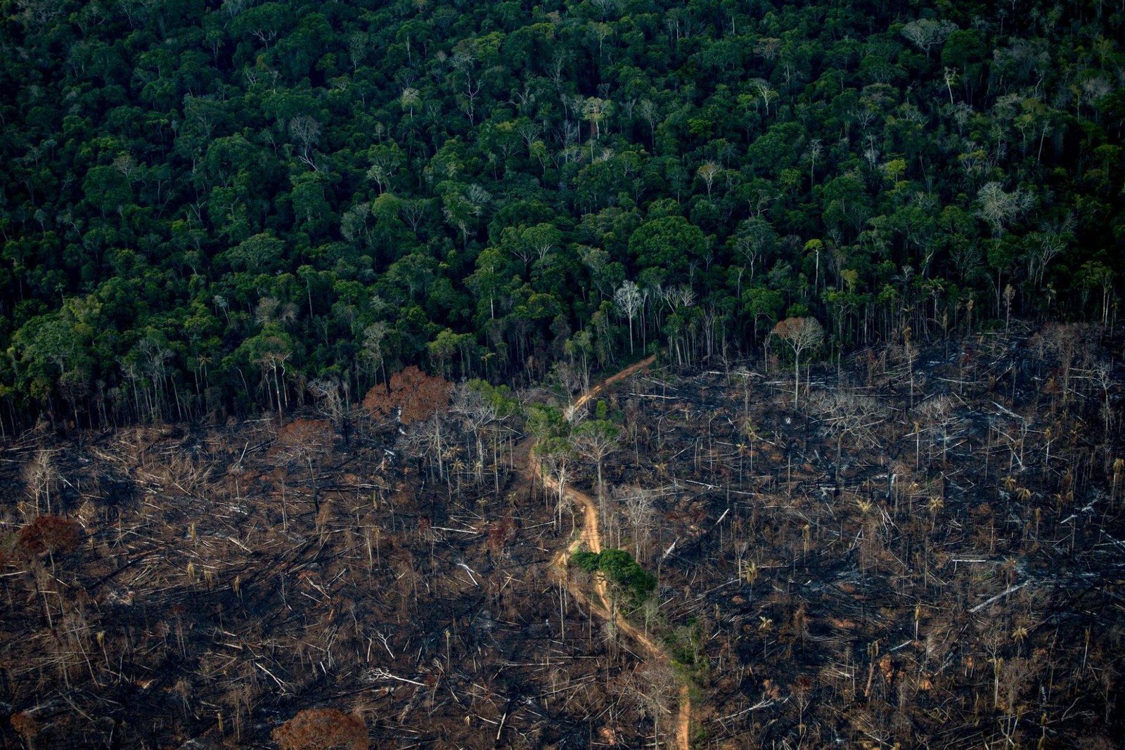 Amazônia Legal apresenta a menor taxa de desmatamento desde 2004, segundo Inpe