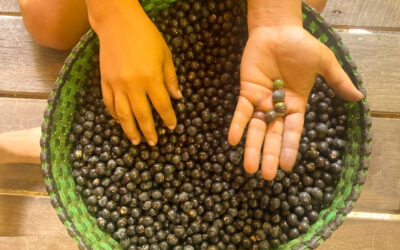 Cientistas da Amazônia sequenciam, pela primeira vez, o genoma do açaí