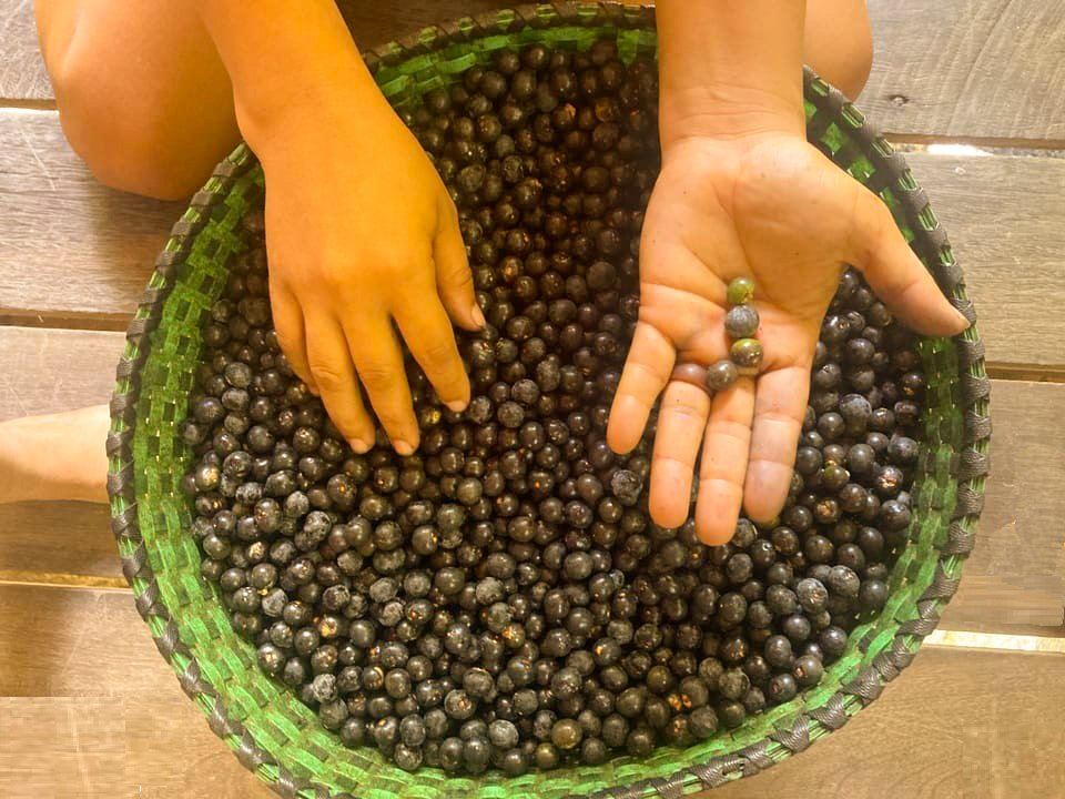 Cientistas da Amazônia sequenciam, pela primeira vez, o genoma do açaí