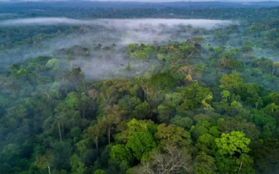O Milagre Verde
