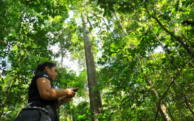 Projeto fortalece o manejo de castanha-do-pará na Floresta Nacional de Caxiuanã