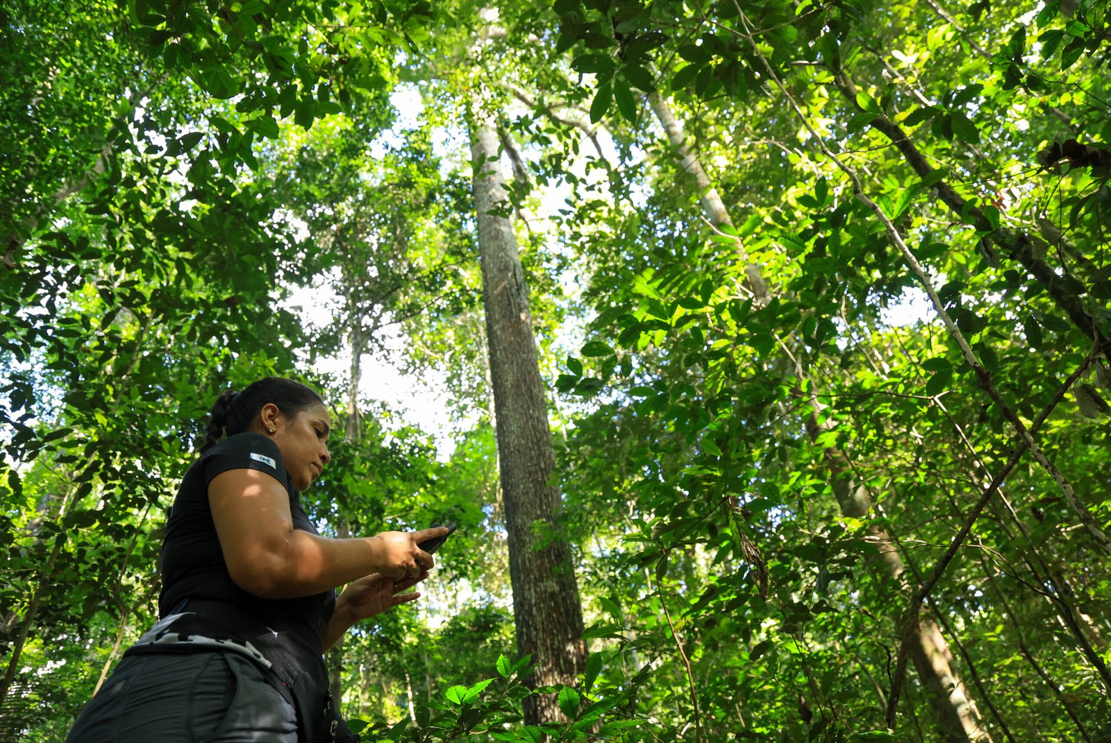 Projeto fortalece o manejo de castanha-do-pará na Floresta Nacional de Caxiuanã
