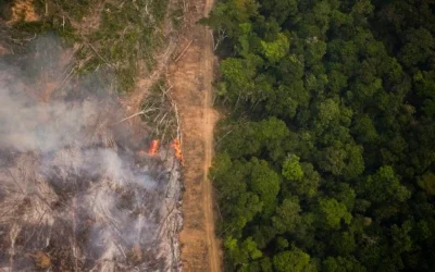 Grilagem.com: série de reportagens aborda o impacto da grilagem de terras públicas na Amazônia Legal