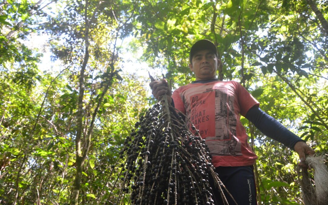 IFT celebra 30 anos dedicados à economia da floresta em pé na Amazônia