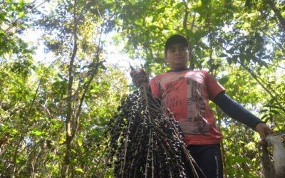 IFT celebra 30 anos dedicados à economia da floresta em pé na Amazônia