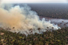 Campanha de desinformação bolsonarista culpa governo federal por fogo na Amazônia